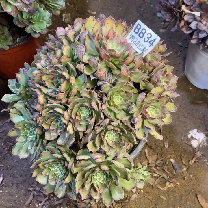万花筒多肉断头不包834