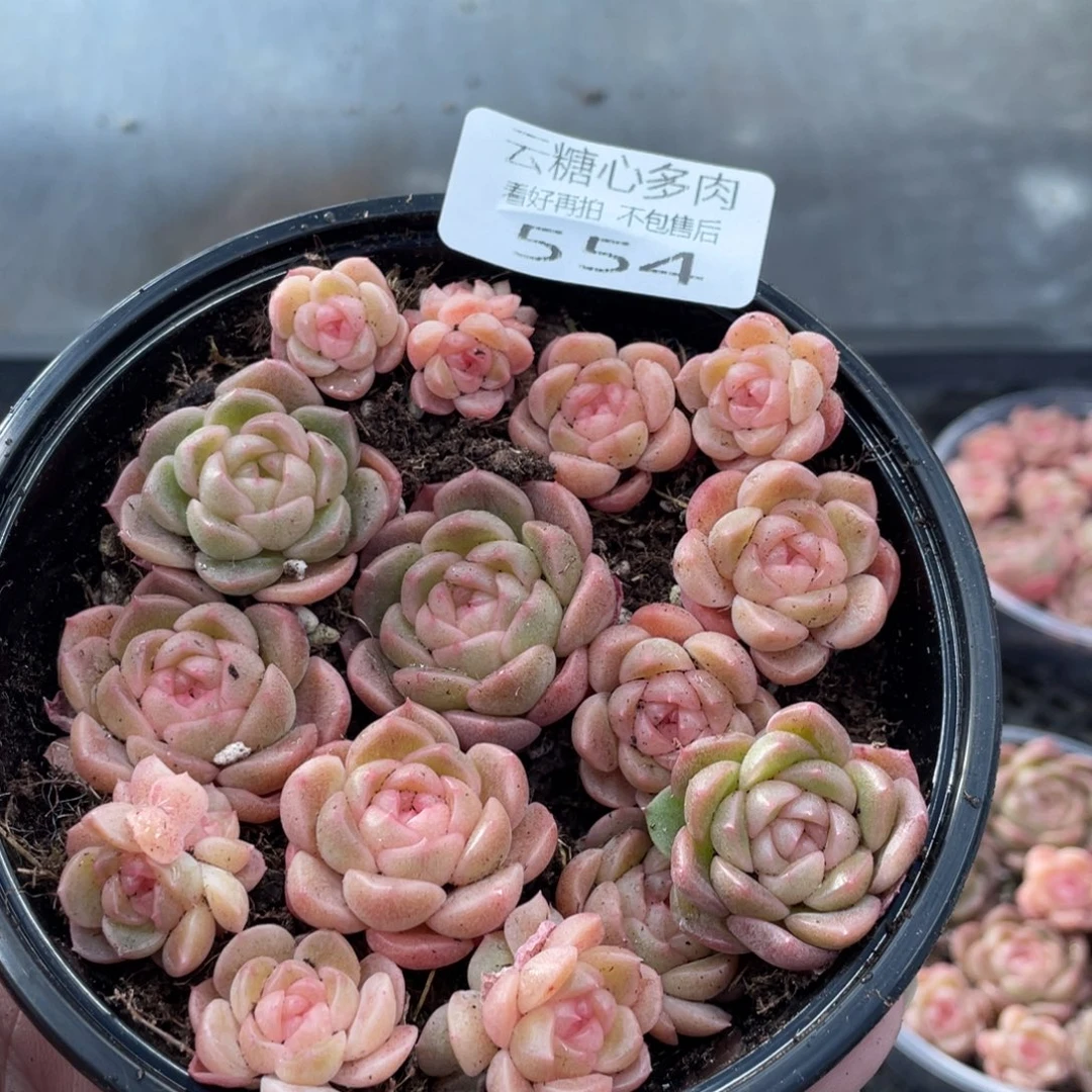 云糖心多肉植物554