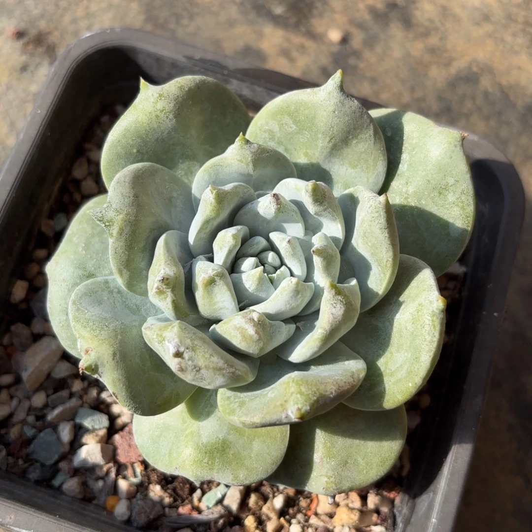 牡丹脸，仙女杯多肉