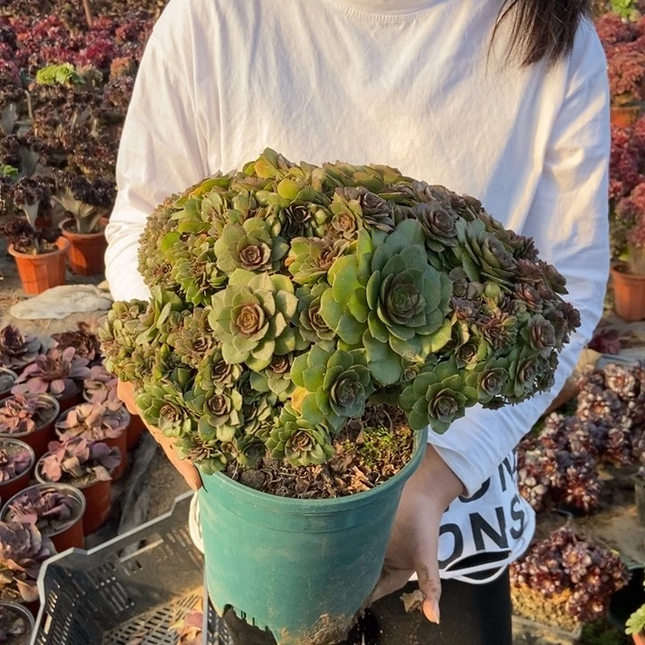 梵*130万缀化朵朵老桩