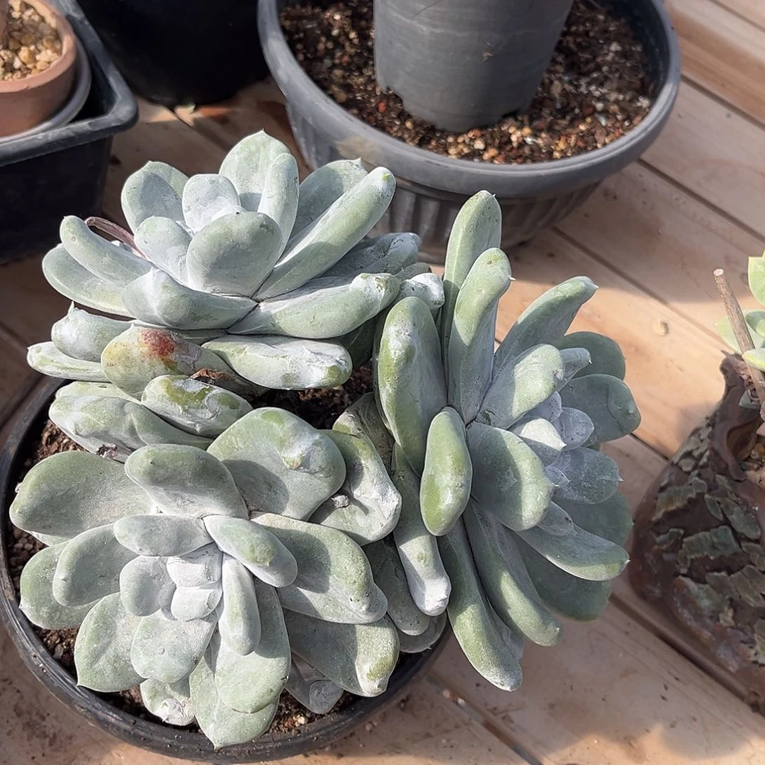 小鹿多肉一物一拍