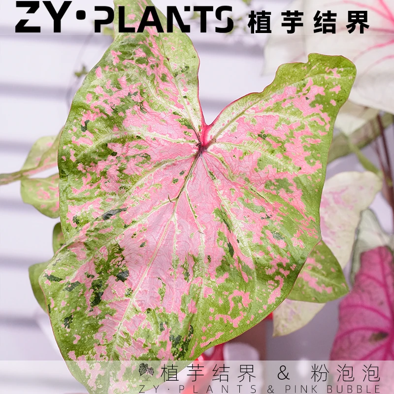 「植芋结界」粉泡泡彩叶芋INS风客厅阳台进口观叶稀有粉色植物盆栽