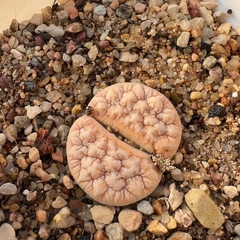 2540，309A拿铁母本带盆