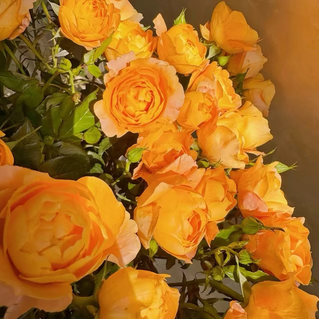 橙汁阳台多头玫瑰-家养鲜花-云南基地直发