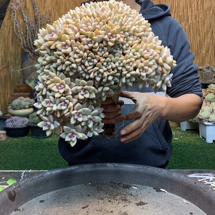 義***门259 号淡雪多肉植物