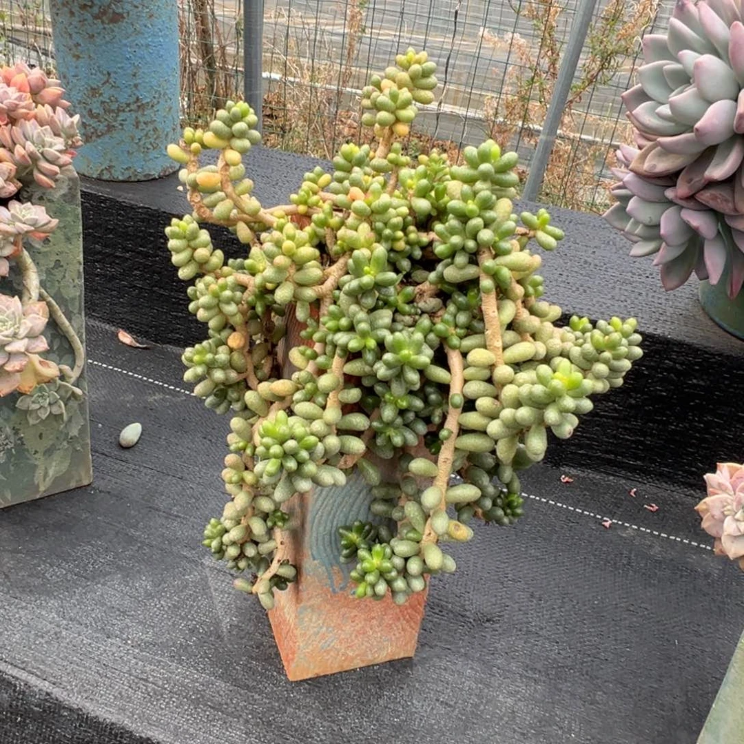 绿龟脱土发快递，45