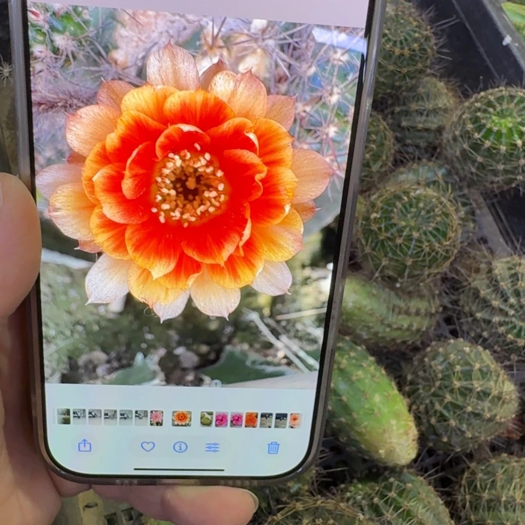 436丽花新品丽花歪无根侧牙3公分左右，20包邮
