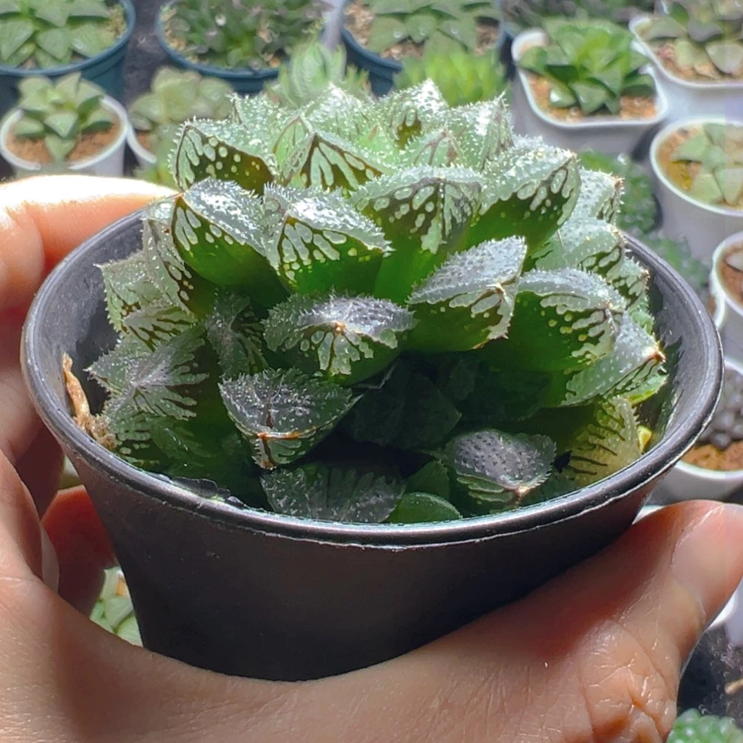 万象盆魔刺寿多肉多肉