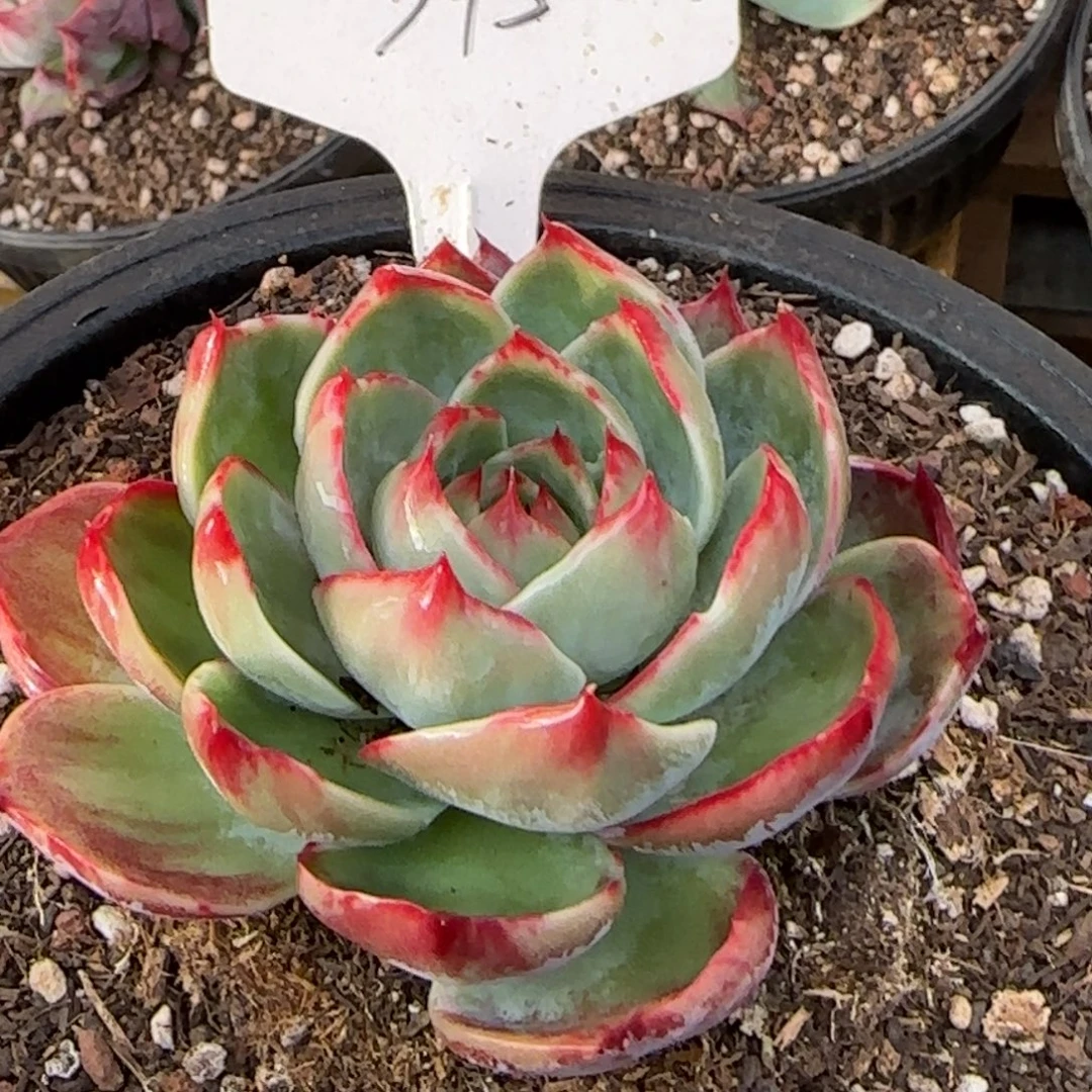 惊鸿一物一拍包装收缩花旱345