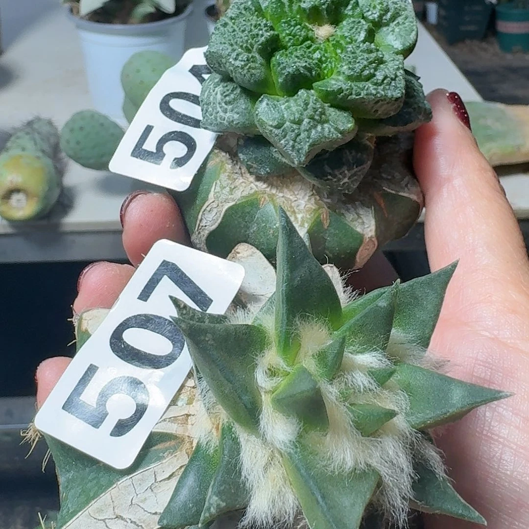 【闪购商品】无花朵流***子龙呀菜花507.504