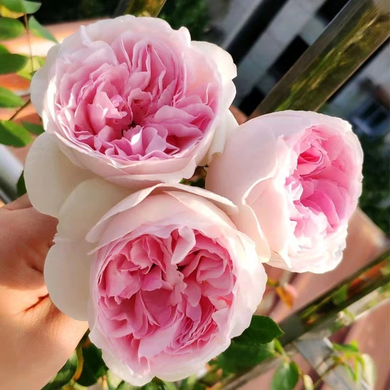 我的心爬藤月季大苗浓香大花庭院多季开花盆栽花卉