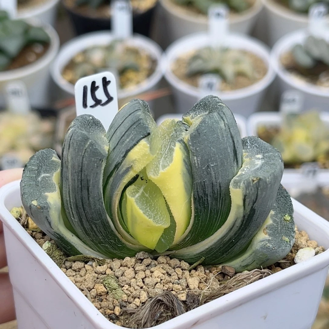155糊斑大绳玉扇锦福利专场