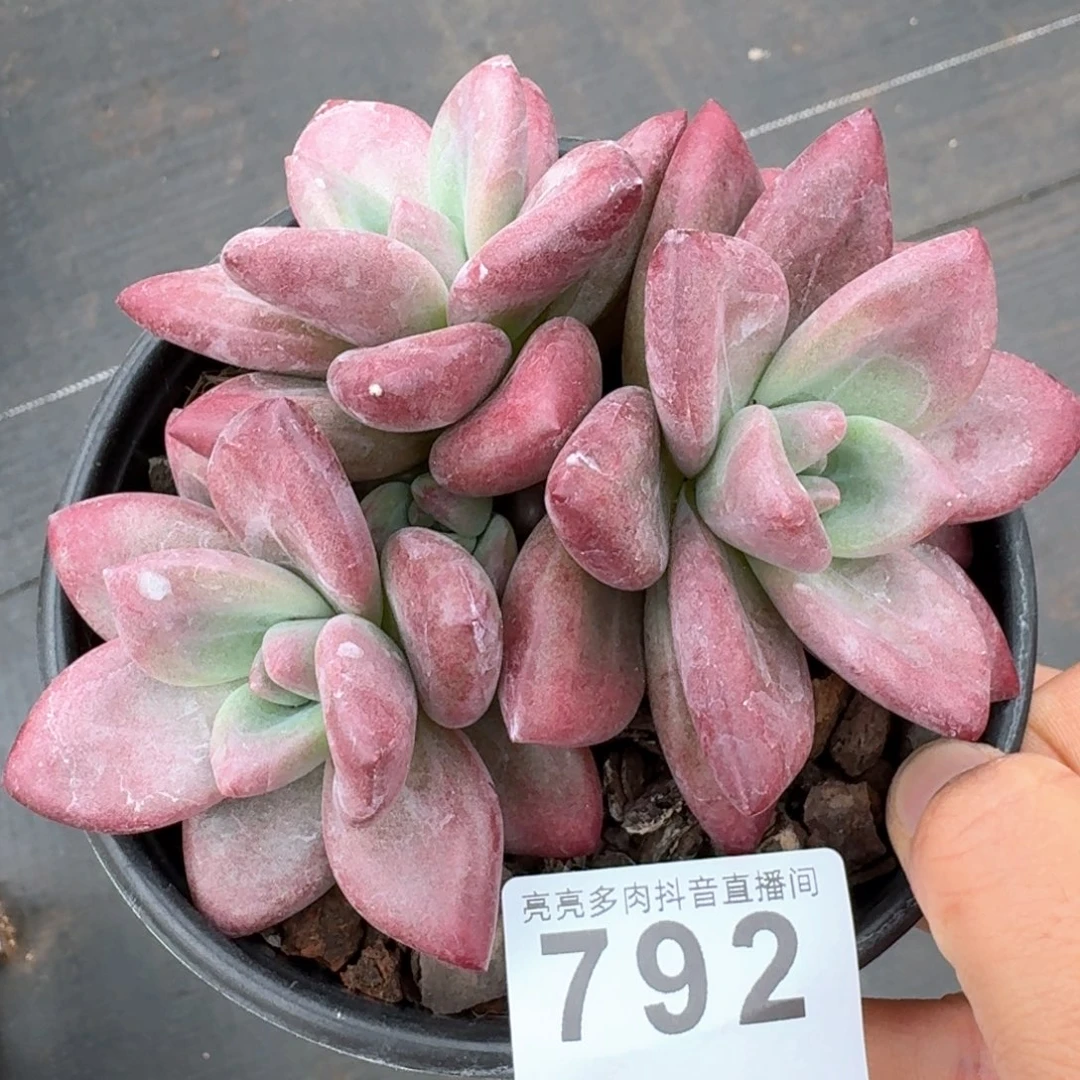 赫菲斯托群生整装无砍