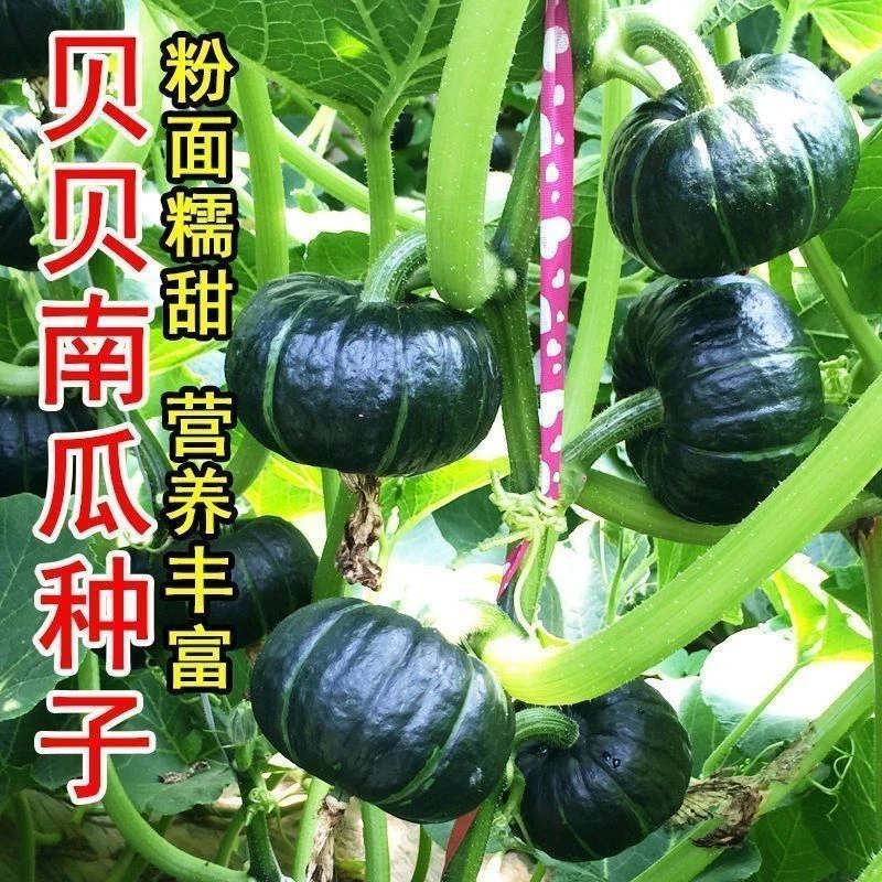 绿皮贝贝南瓜绿板栗南瓜小金瓜南瓜种子品种大全南瓜新品种