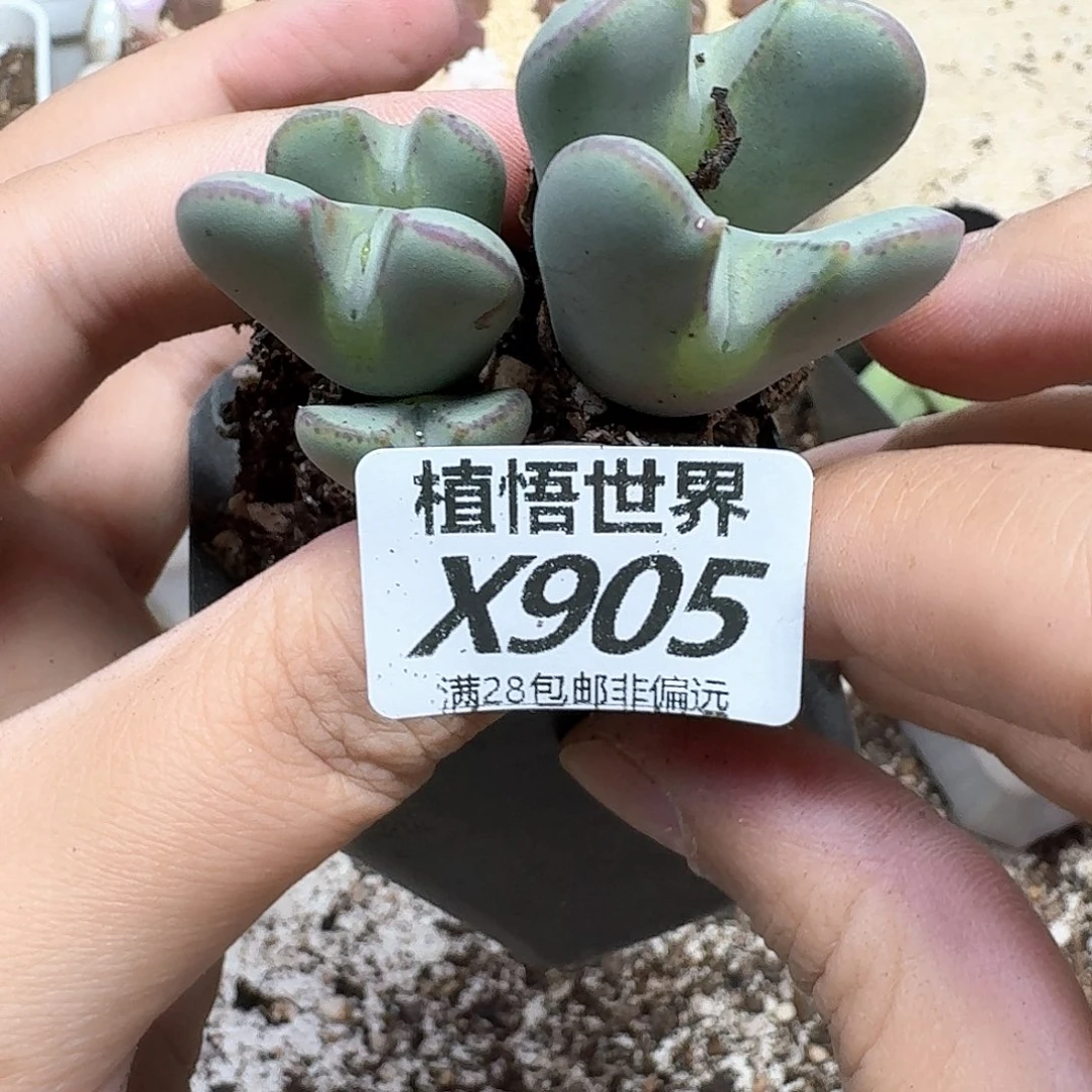 多肉植物多肉植物f