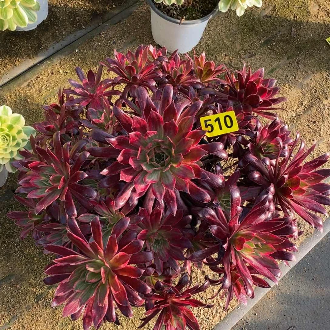 孔雀锦多肉法师510