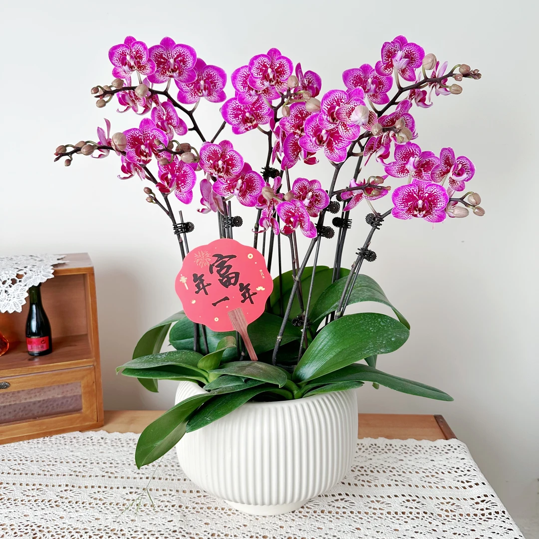 优选年宵花【小孔雀】-蝴蝶兰花 花盆摆设客厅摆设种植基地发货4-8