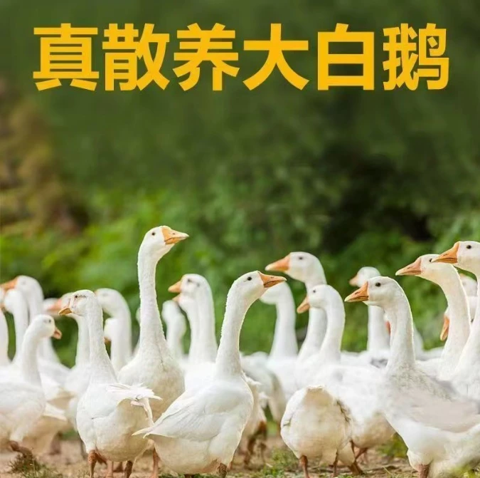 农家散养大鹅（带心肝）送一只散养大公鸡到手共两只（顺丰冷链）