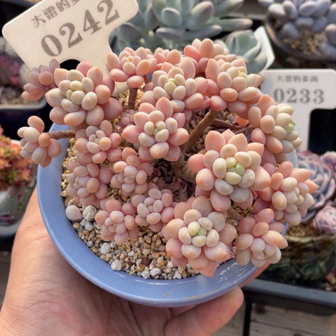 0242鱼子酱不带盆13厘米