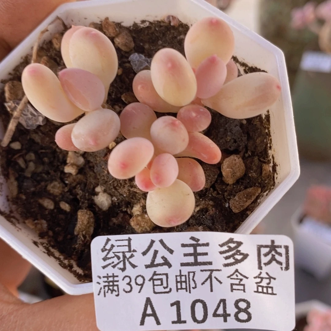 二代苹果奶5cm1048多肉植物
