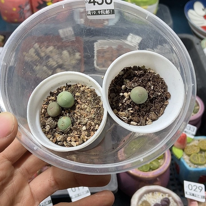 456大舅生石花肉锥