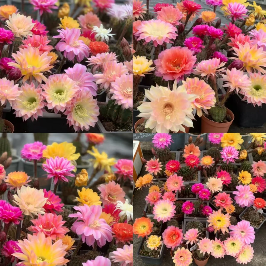 二妹园艺【 综合链接 】脱土随机发货以链接里为准