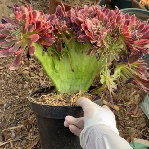 女神缀28多肉植物法师法师