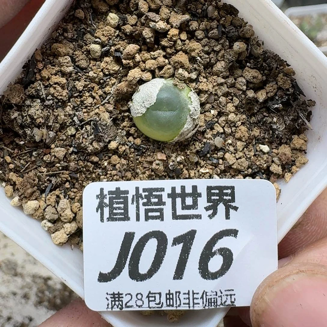 多肉植物的润泽ghnm