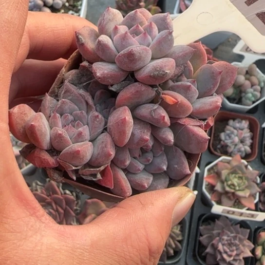 112白冰多肉植物多