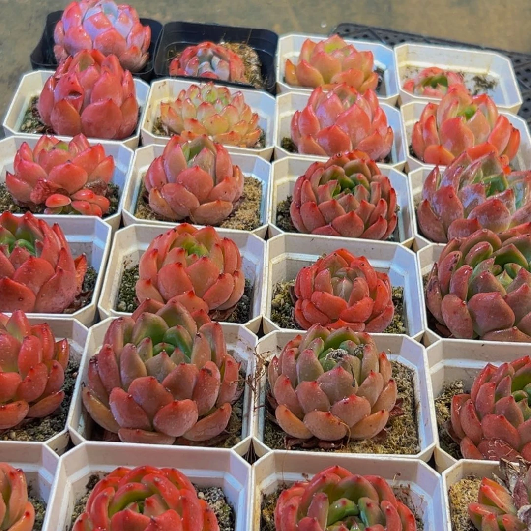 389多肉的我也是很喜欢吃的呀哈哈