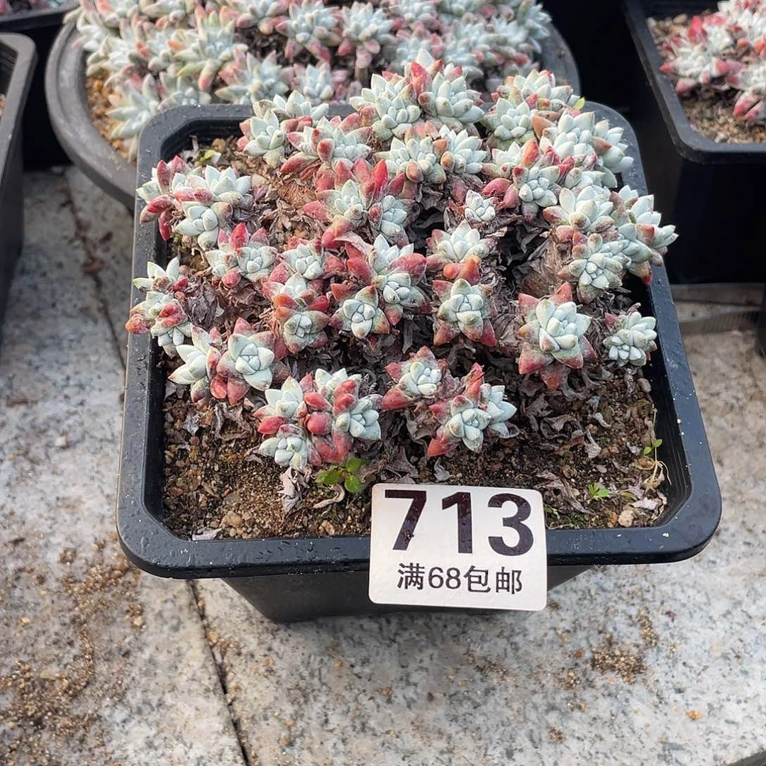 晨溪园艺仙女杯呀