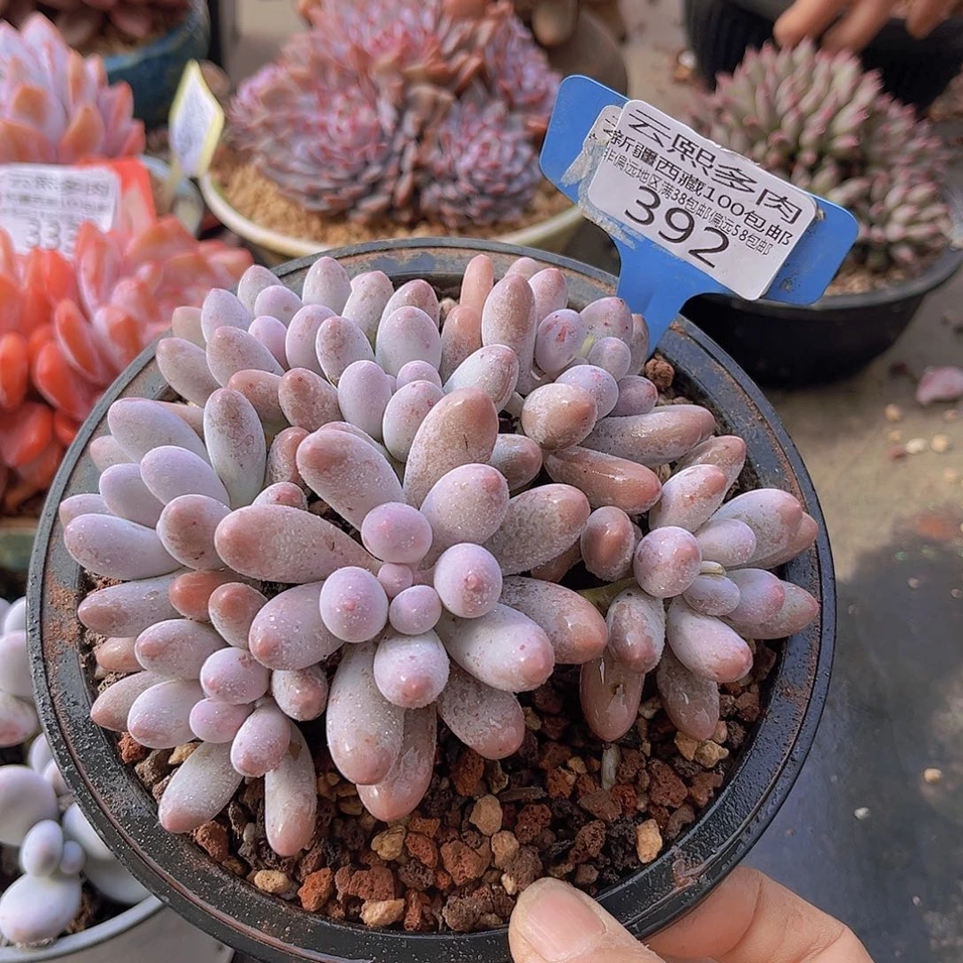 392汤圆多肉植物。