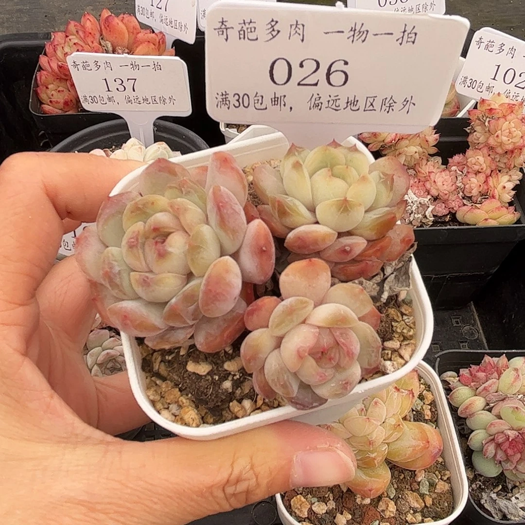 026 多肉脱土 群生不包整