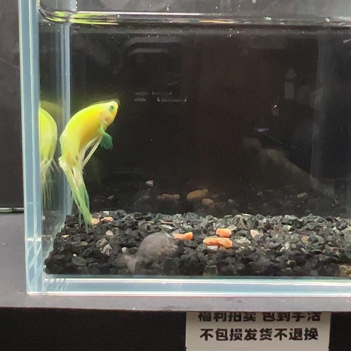 斗鱼满30包邮11日103