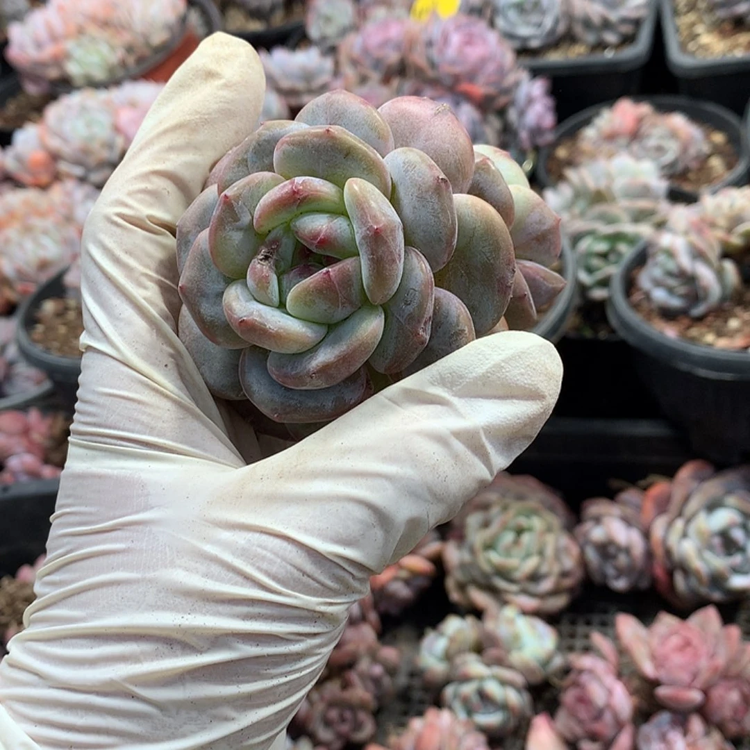 哈哈哈哈哈哈星影多肉植物24