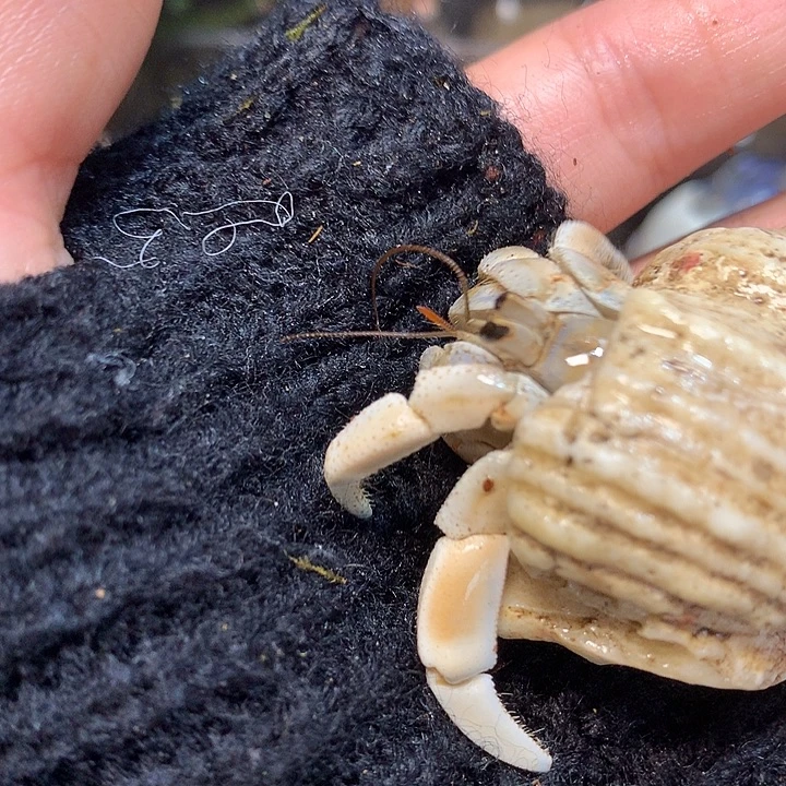 1.7口径奔跑的寄居蟹4号