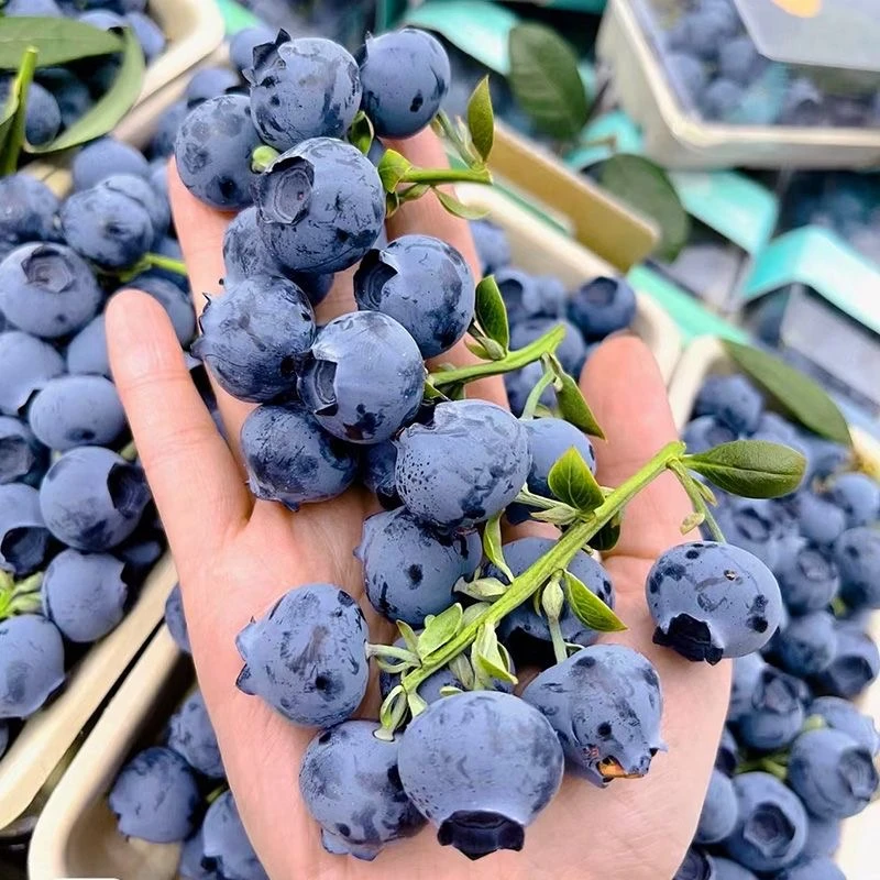 【空运发货】云南高原澄江抚仙湖新鲜基地花香脆甜酸甜现采现发400g