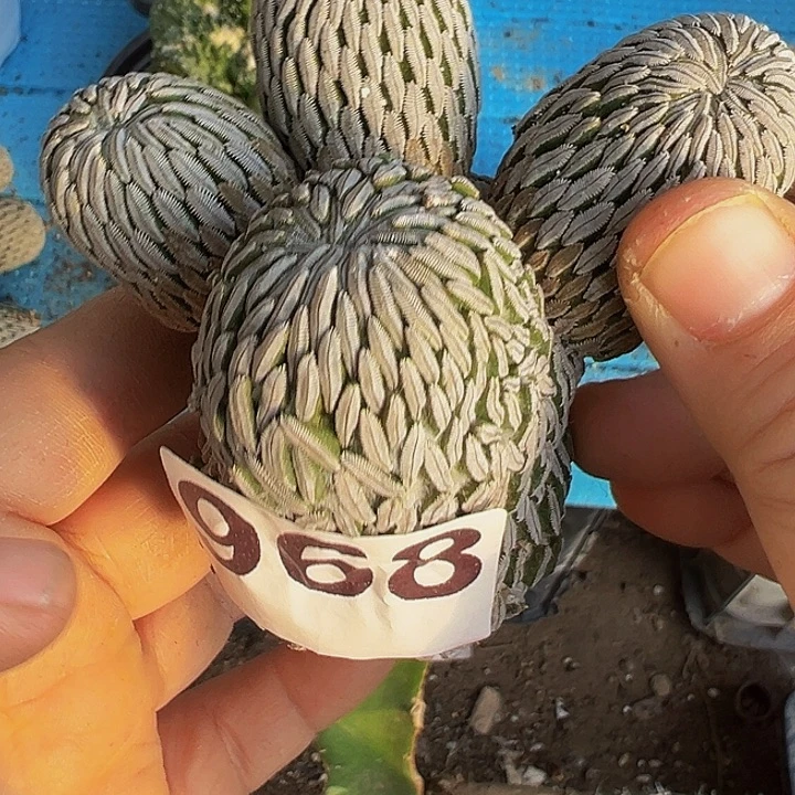 自根精巧丸群968仙人球