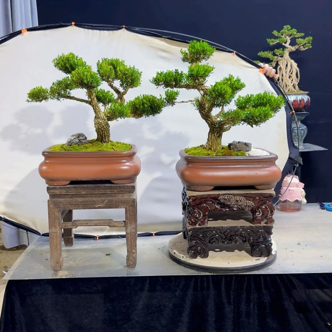 高端黄杨盆景艺术