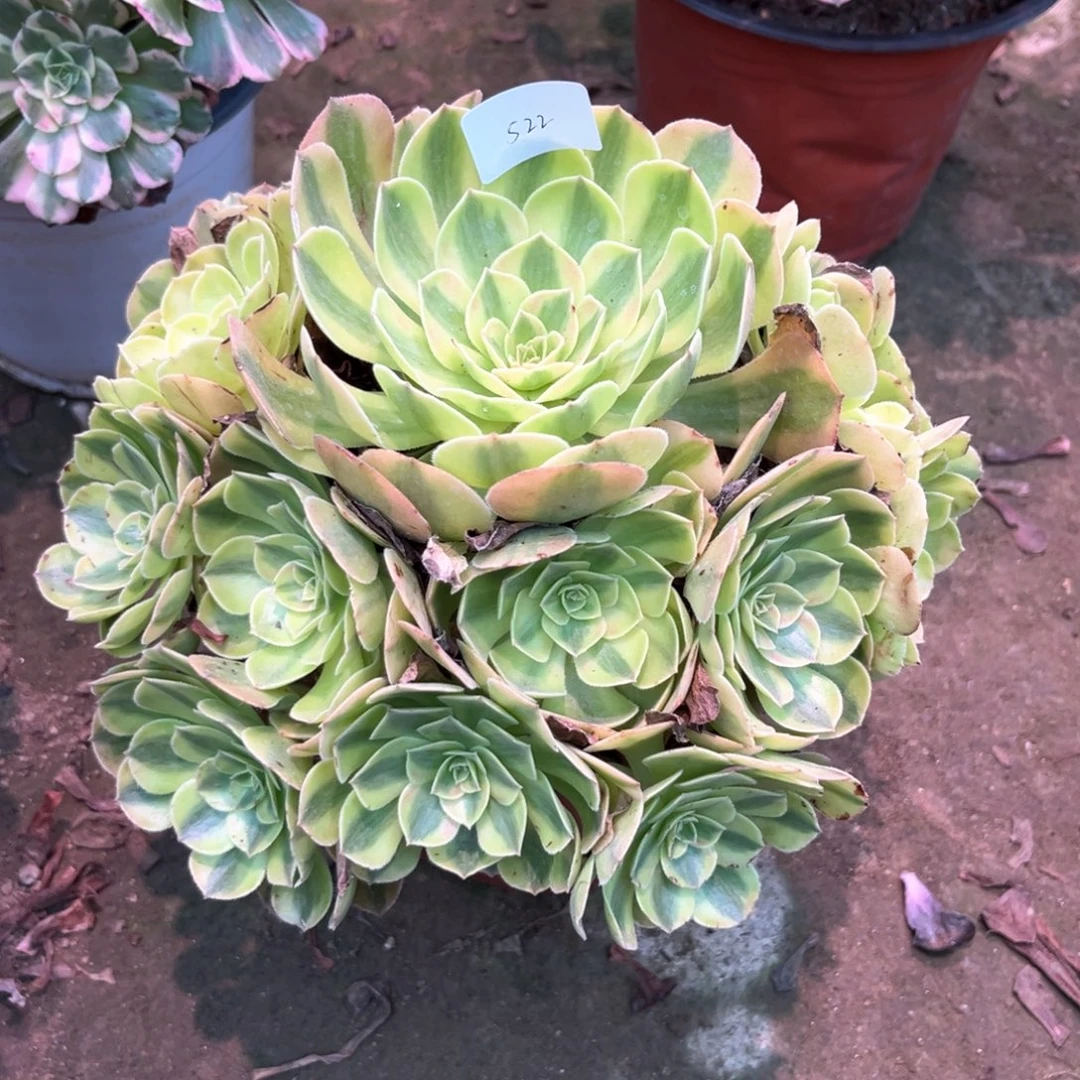 多肉植物雨荷0522