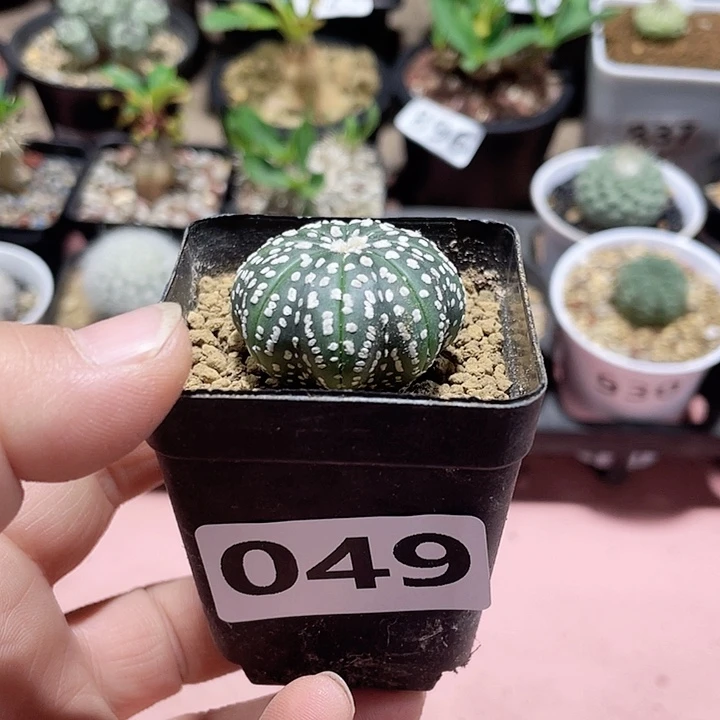 049实生海星兜仙人球