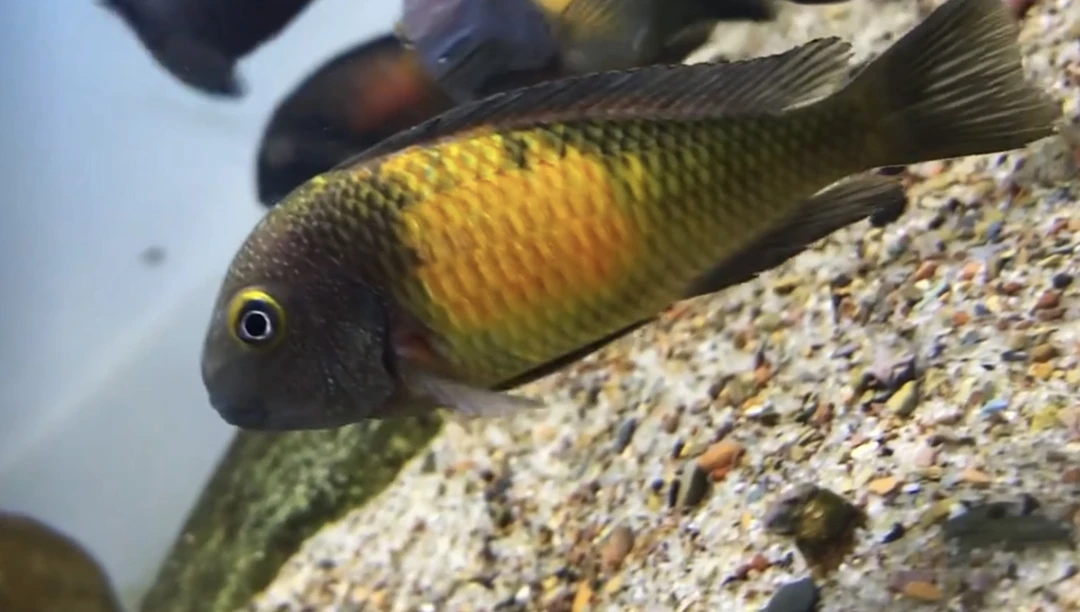 三湖慈鲷F1自家繁殖