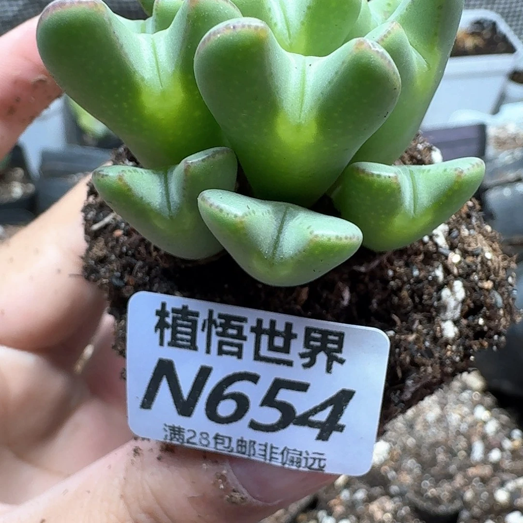 多肉植物的动作成功