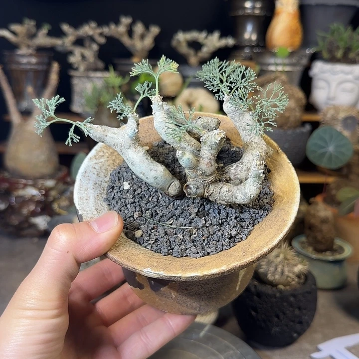 一物一拍黑皮月界580