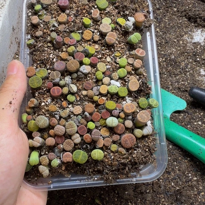 许***到多肉植物的生长发育109
