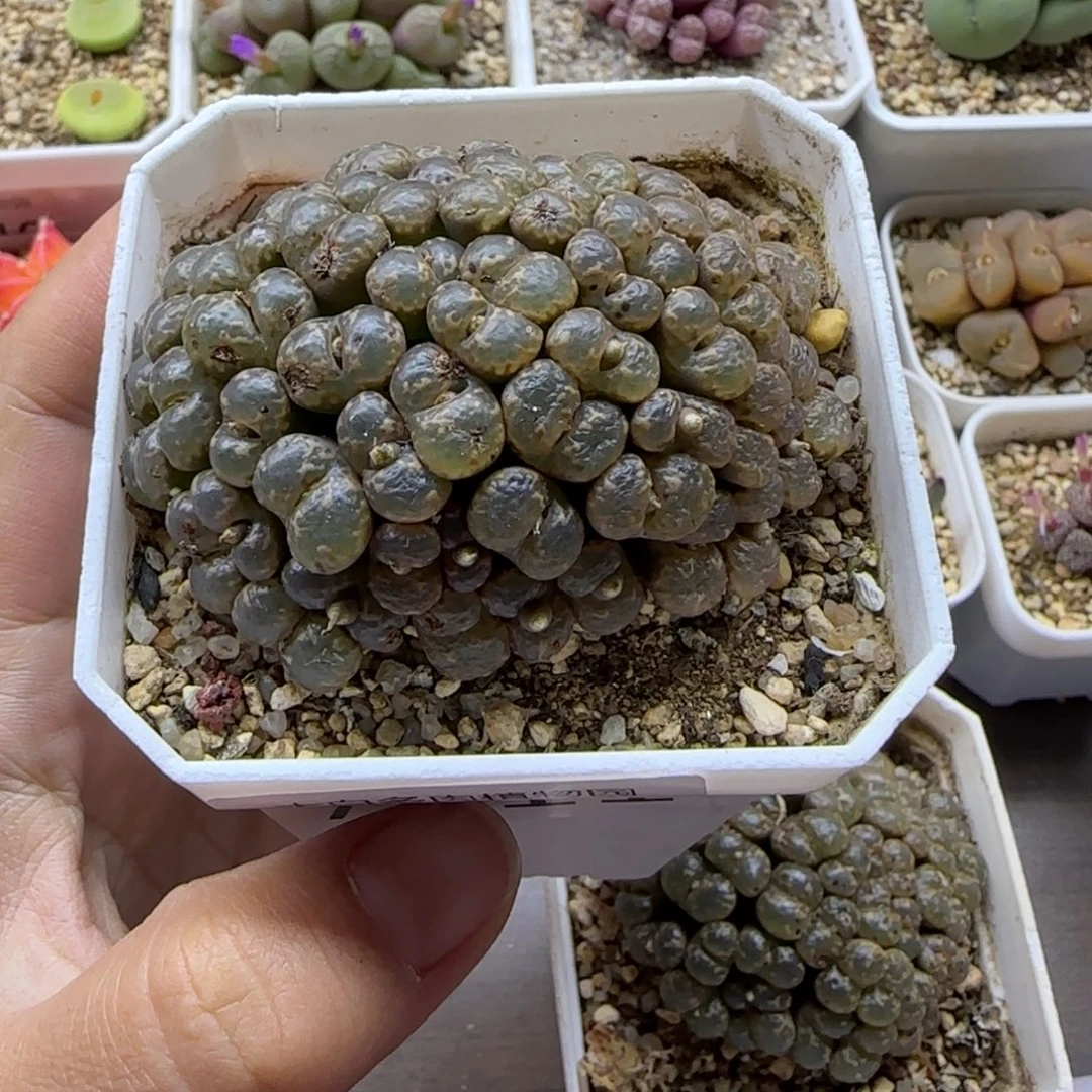 T***X7211大白多肉植物园