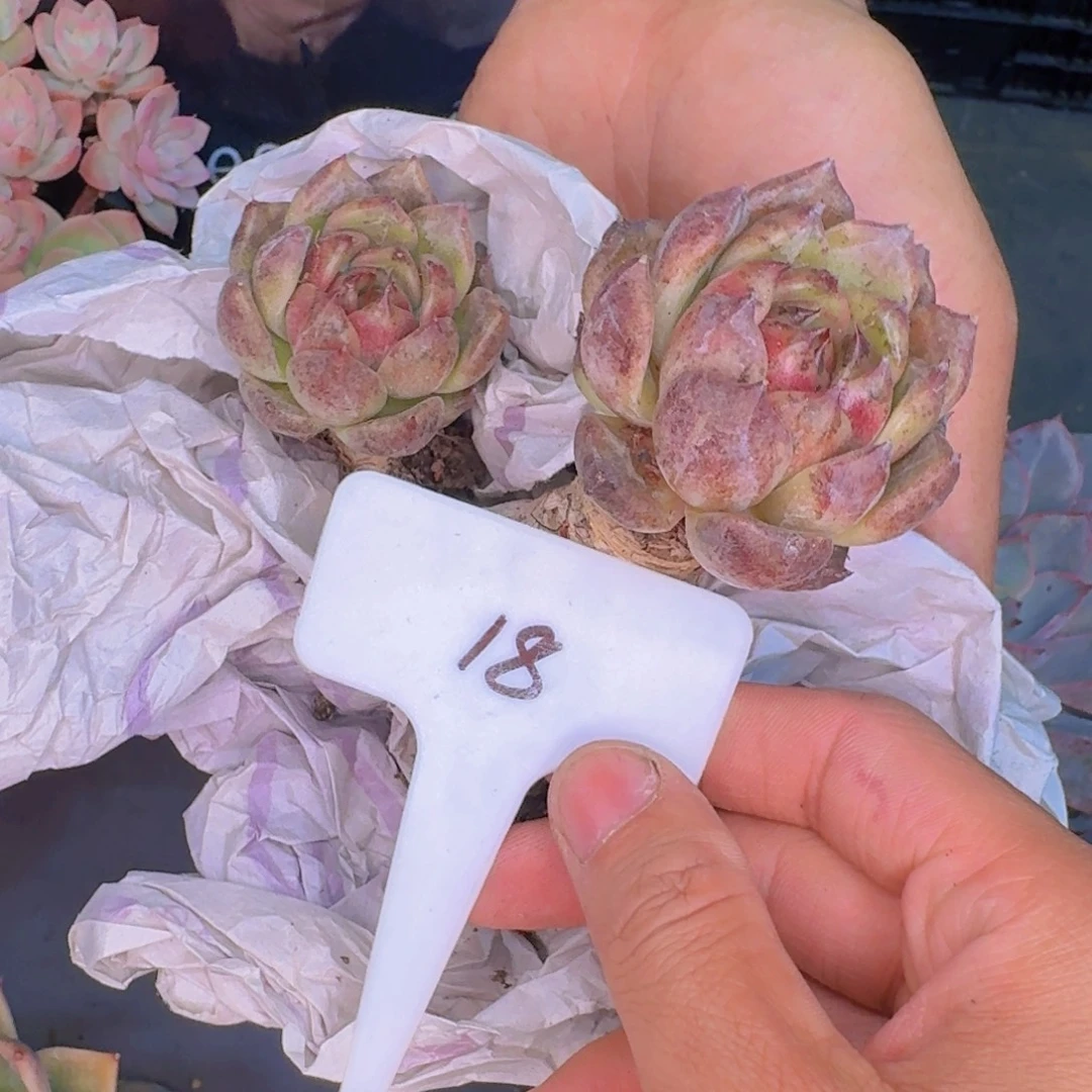 多肉植物和植物的