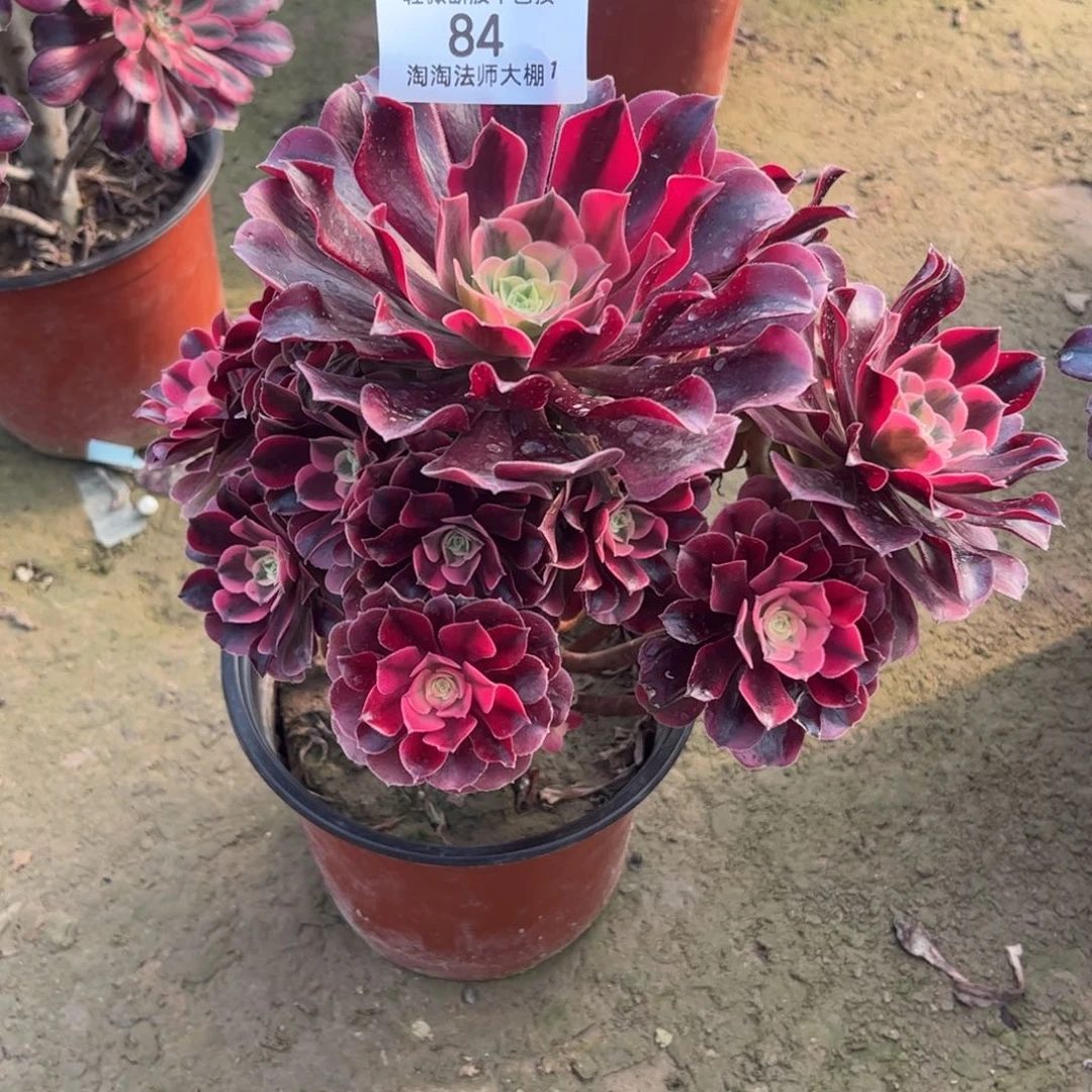 84美杜莎多肉植物法师