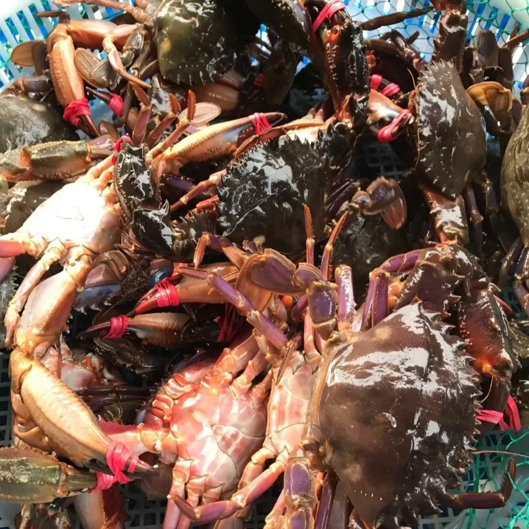 青蟹 赤甲红 听清在拍 规格 斤 只 两