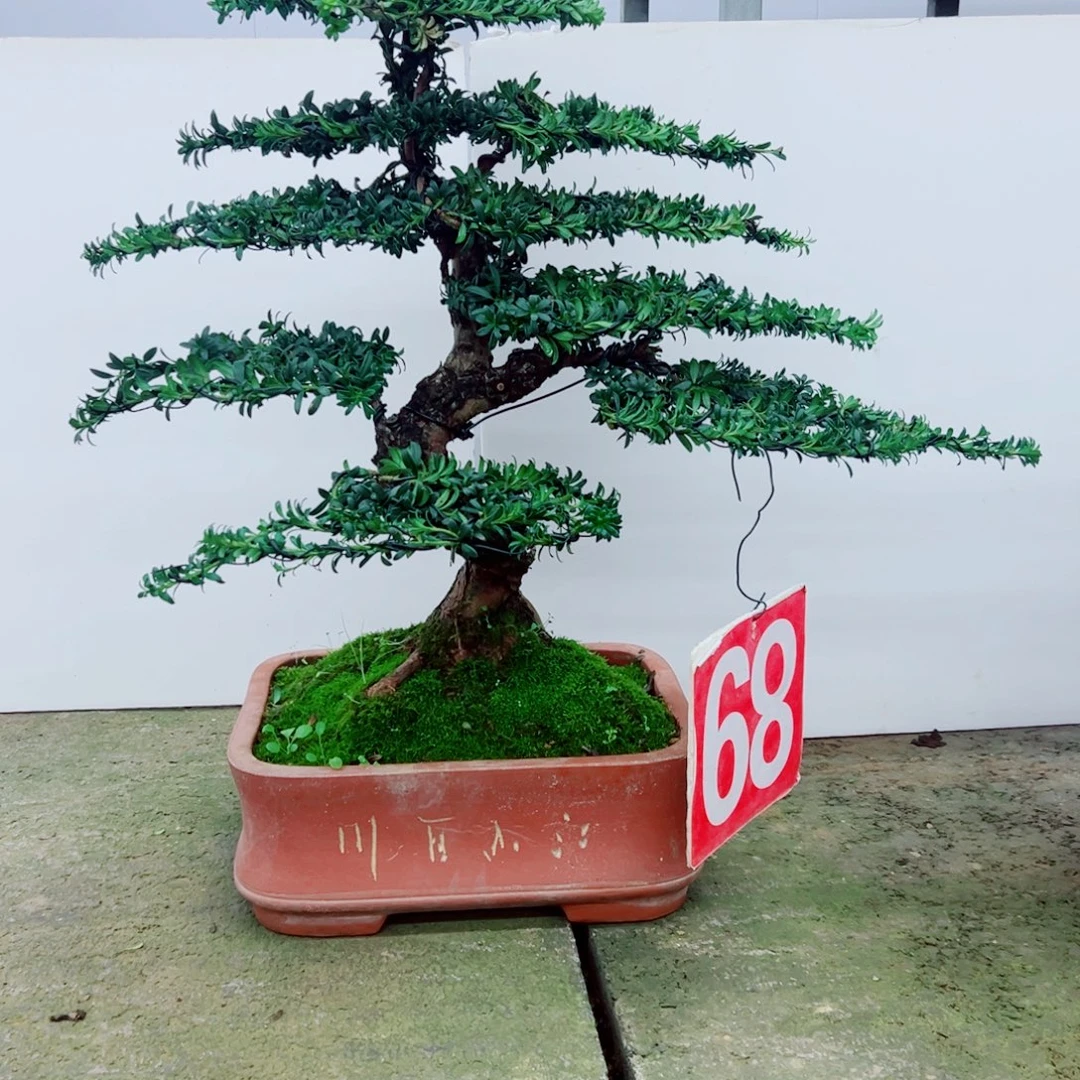 7***渊无花朵罗汉松盆景造型树形象设计作品